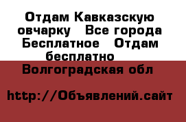 Отдам Кавказскую овчарку - Все города Бесплатное » Отдам бесплатно   . Волгоградская обл.